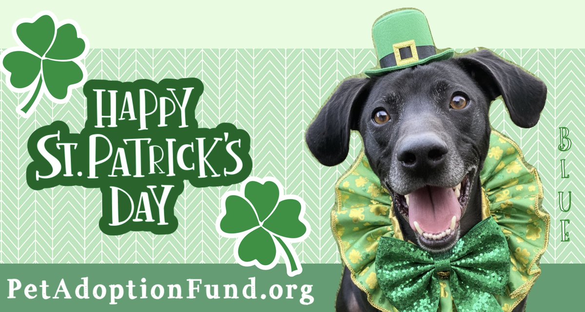 Pet Adoption Fund tweet media