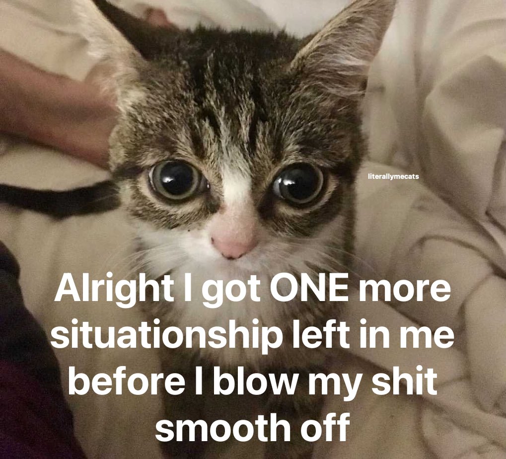 LiterallyMeCats (@literallymecats) on Twitter photo 