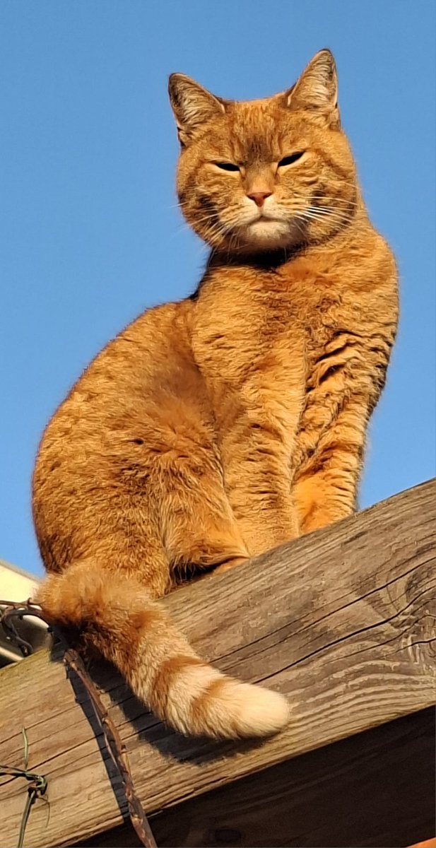 Ineke van Pelt tweet media