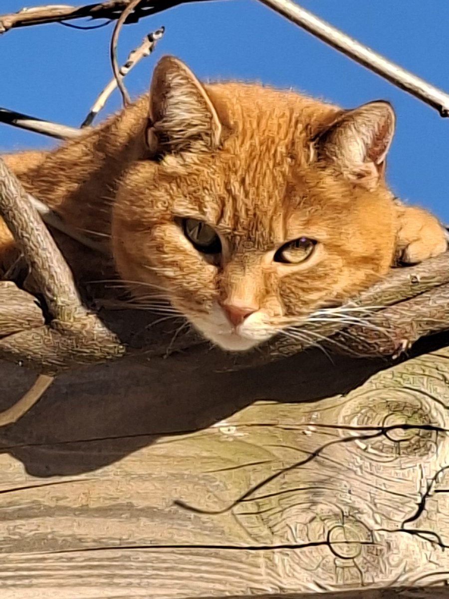 Ineke van Pelt tweet media