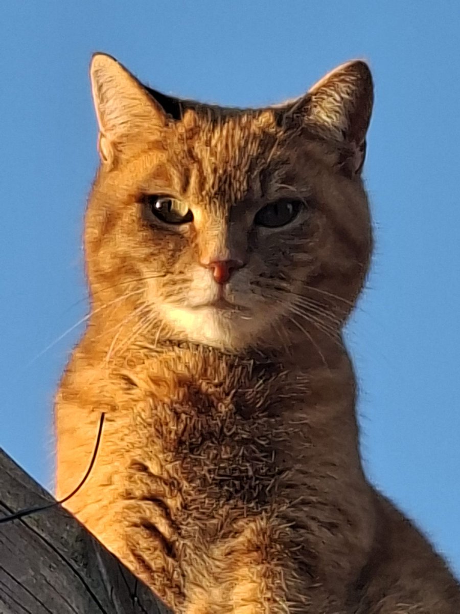 Ineke van Pelt tweet media