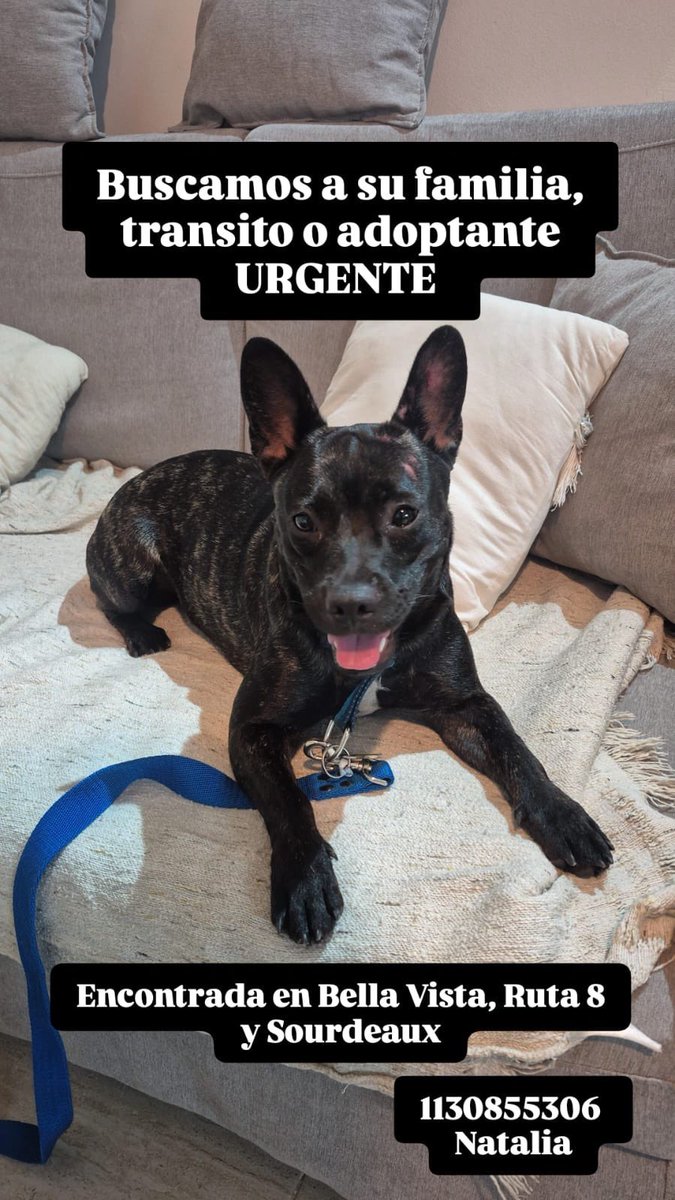 Adopción urgente 🙏