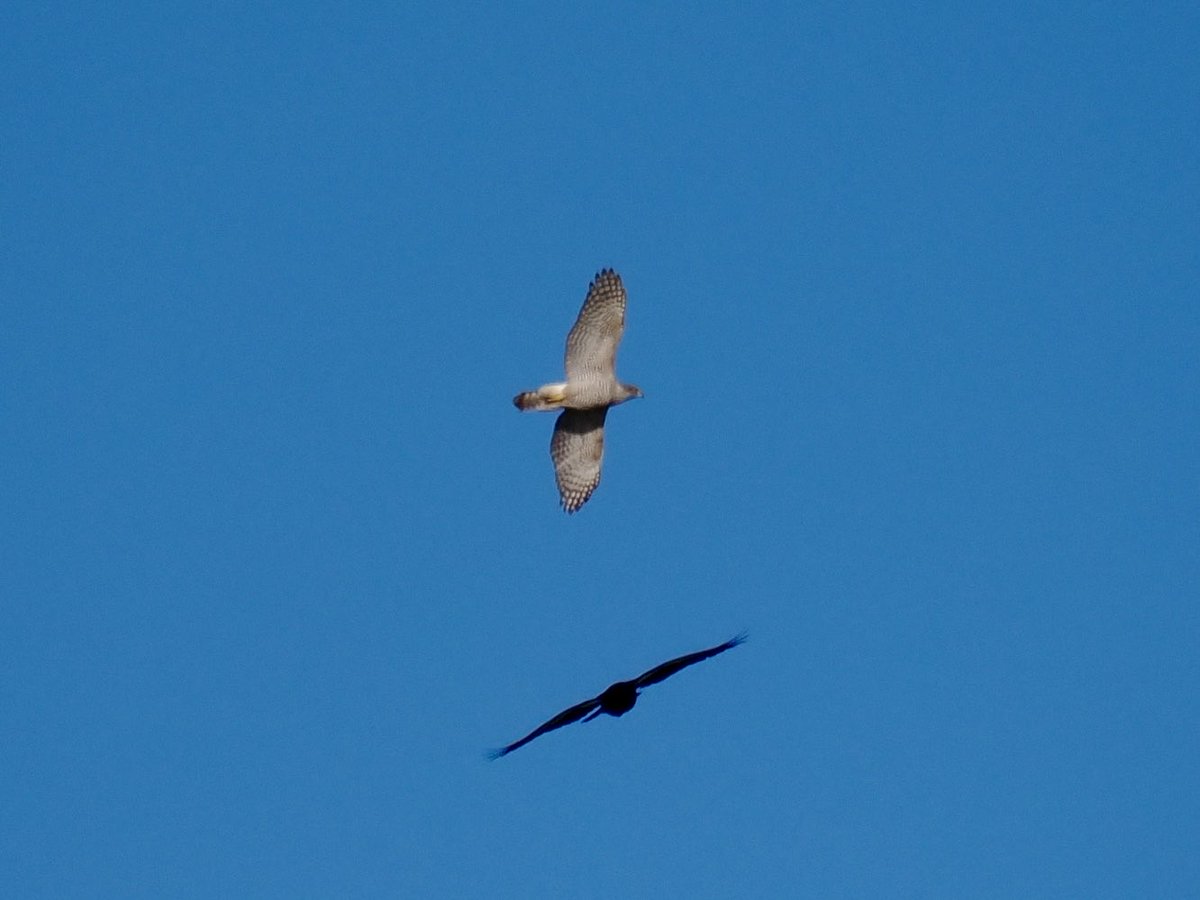 Rob Rackliffe tweet media