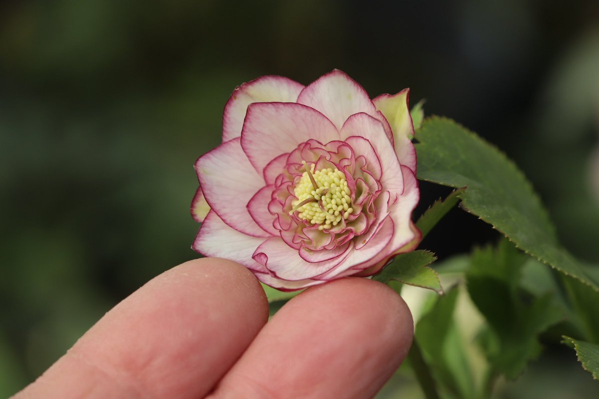 ohgi_nursery (@OhgiNursery) / Posts / X