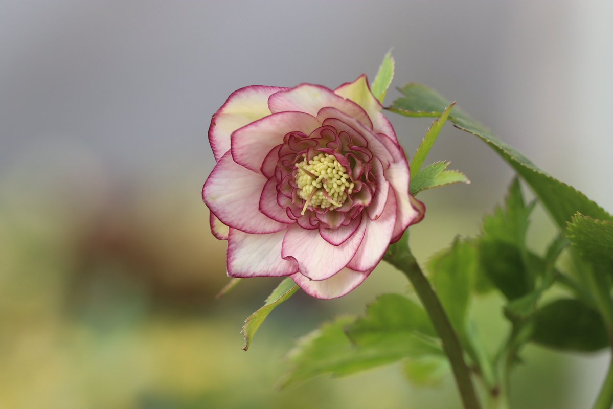 ohgi_nursery (@OhgiNursery) / Posts / X