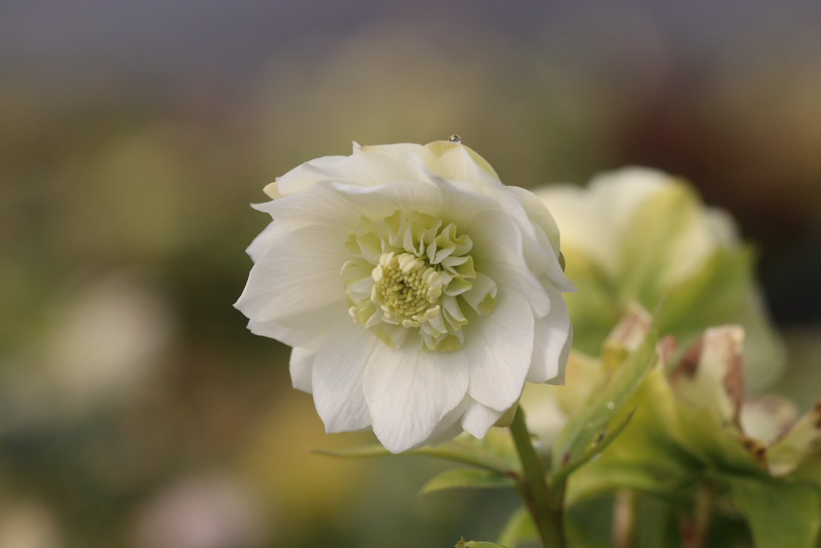 ohgi_nursery (@OhgiNursery) / Posts / X