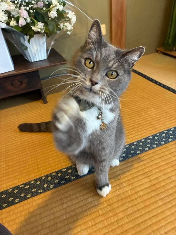 Chieko_201248's tweet photo. ご協力よろしくお願い致しますm(__)m

川崎市宮前区菅生6丁目近辺  の迷い猫さんです。飼い主様は引っ越しと出産を控えてらっしゃるみたい。
可愛い子。どうぞ見つかりますよう。
マイクロチップ済 迷子札あり 各所連絡済み
連絡は下記の投稿主様へ

https://t.co/cGJATQH9YK

-------------
【拡散希望】

2026年2月23日 22:00頃

川崎市宮前区菅生6丁目の自宅から飼い猫がいなくなりました。心当たりのある場所を探していますが、見つかりません。

【名前】ハマル 【年齢】13歳 【性別】オス

【特徴】 身体が大きめ、全体的にグレー、足先は4本とも白色、白色のVネック、目は黄色、緑色のチェック柄の首輪、迷子札の表面に「Hamal」の印字、迷子札の裏面に飼い主の名前と電話番号の印字、マイクロチップ済み
宮前警察署、川崎市動物愛護センター、横浜市動物愛護センターには連絡済みです。
見かけたり、何か情報をお持ちの方、ご一報いただけますでしょうか。
よろしくお願いしますお願いいたします。
#迷い猫 #宮前区 #迷い猫さがしてます #オス猫