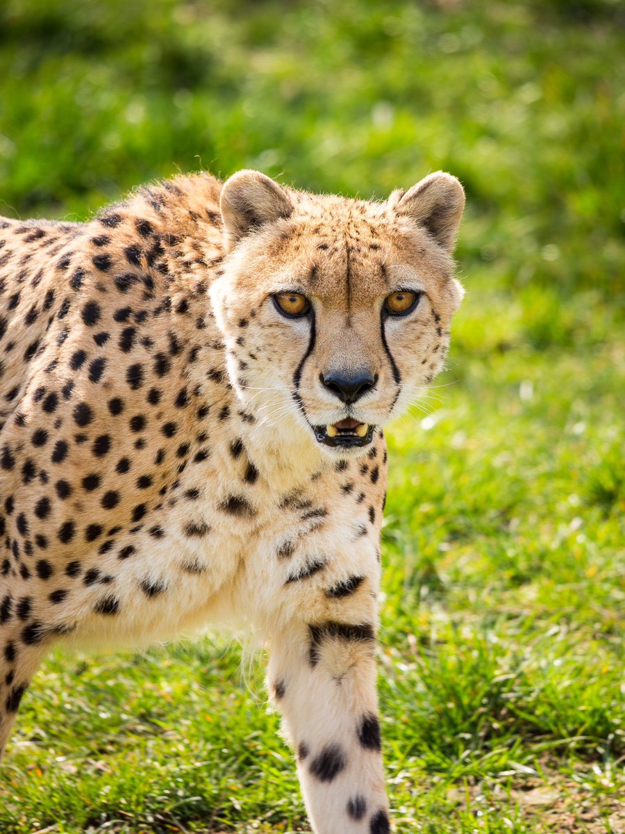 Cheetah #zoo #animal #cat #colchesterzoo #cheetah #photo #photography