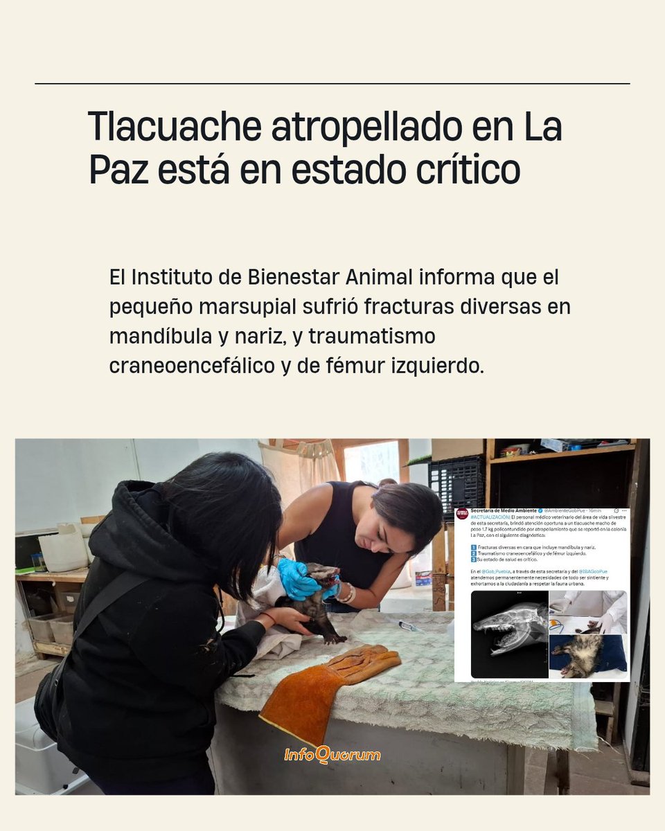 quorum_mx's tweet photo. 🤨🐾Por medio de dos publicaciones, el Instituto de Bienestar #Animal de #Puebla ha informado que el #tlacuache atropellado este miércoles en La Paz, se encuentra en estado crítico y tiene #fracturas su mandíbula y nariz, además de #traumatismo craneoencefálico y de fémur izquierdo.

🟠 En redes, hay críticas a esta instancia pública por haber escrito que el marsupial recibe atención "oportuna", cuando en realidad el animalito pasó casi 3 horas de suplicio por negligencias de autoridades que impidieron que una #rescatista le llevara antes a recibir atención veterinaria: 2 de esas horas, frente a #policías municipales que, lo vieron vomitar sangre pero aún así no dejaron actuar a la activista, argumentando que debían esperar al #IBA; mismo que tardó otros 20 minutos en en llegar y 45 minutos más en trasladarlo a Flor del Bosque, sin importar que la #animalista ofrecía pagar por atención en un hospital a 12 minutos