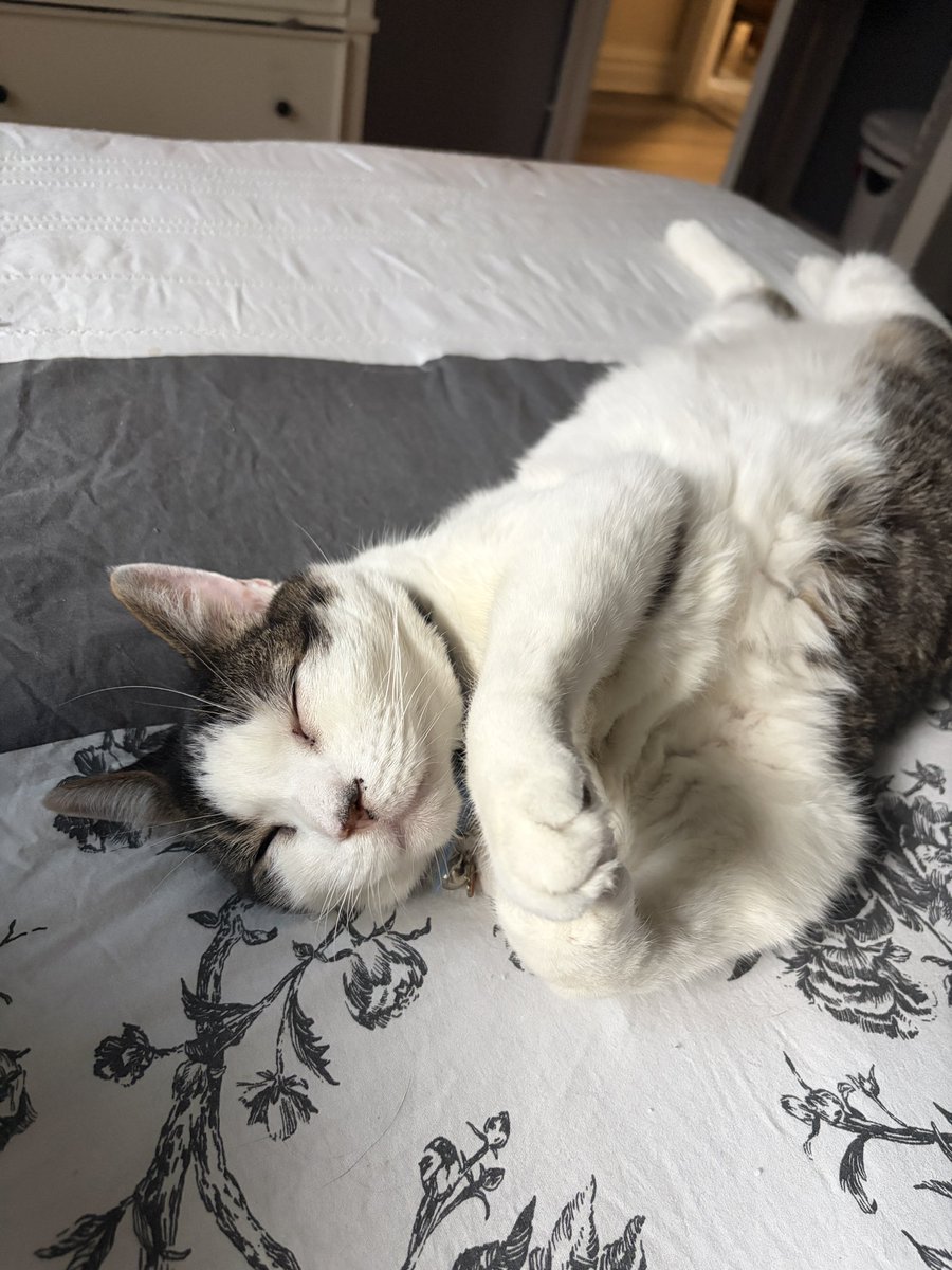 JawnPoochi tweet media