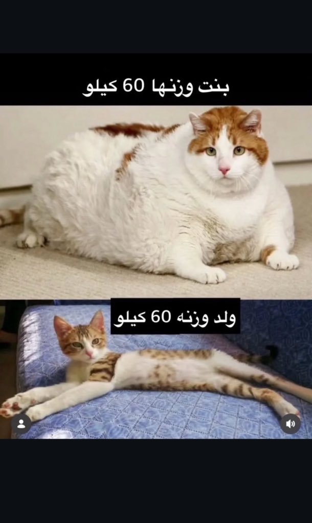 وريد tweet media