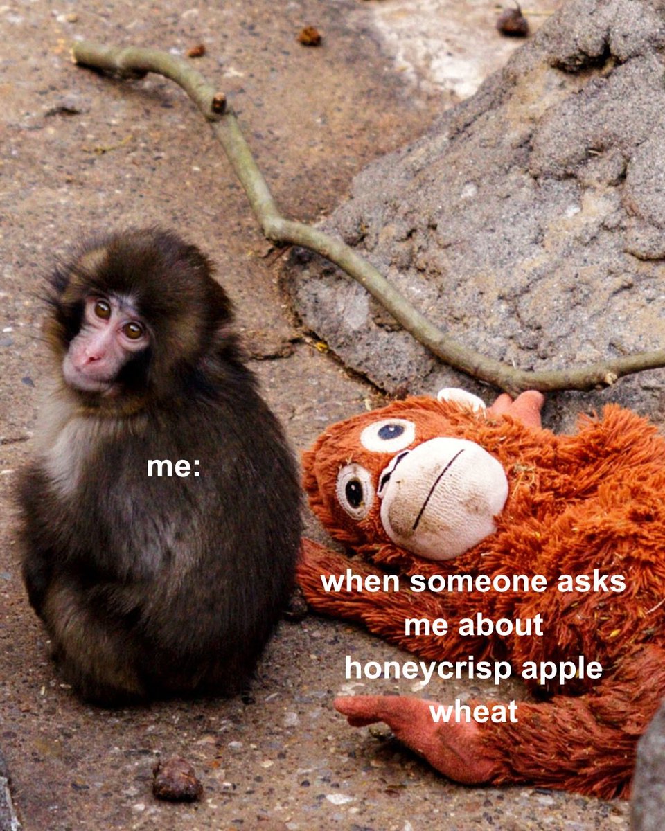 Shock Top tweet media