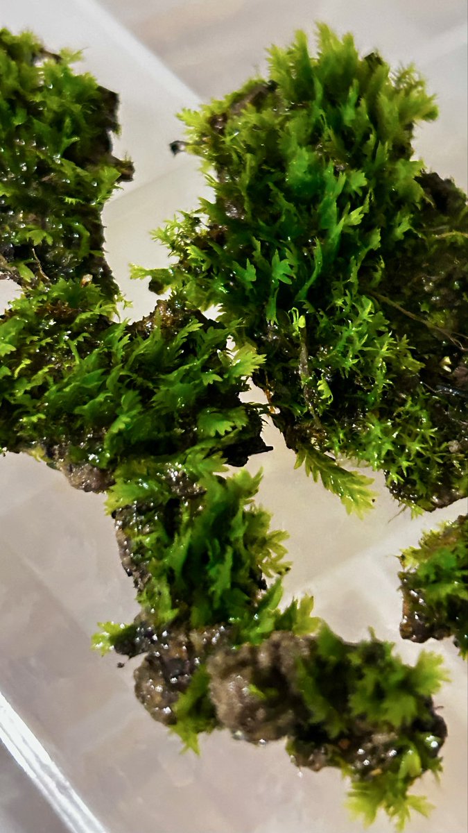 Paul Dalton tweet media