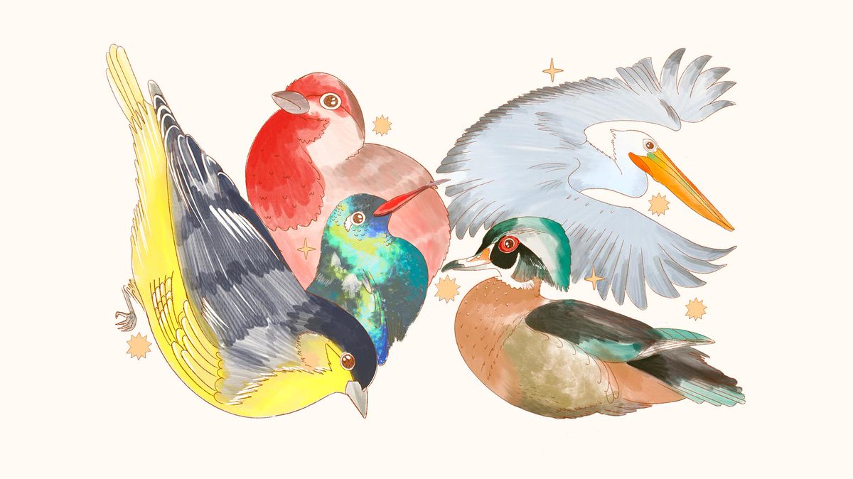 La CDMX es santuario para casi 400 especies de aves, las hay migratorias, como el pelícano blanco americano, residentes e introducidas de otros lugares como Asia. 🦆🪶 Te contamos de algunas aves y dónde encontrarlas aquí: bit.ly/4uaHlE6 ✨