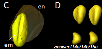 ThomasWidiez's tweet photo. Happy to share our 🌽 work:

ZmSWEET mediate sucrose transport at the maize endosperm–embryo interface and are required for proper carbon partitioning, embryo growth, and seed vigor.

📖 https://t.co/VnzgLIenNq

Great collaboration with @LeibnizIPK , @IPSiM_fr , et al. https://t.co/otQoSmcQMe