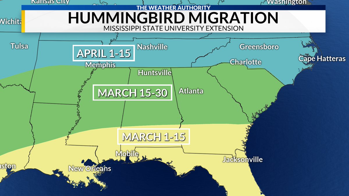 DanielleDozier's tweet image. It won't be long before the ruby-throated hummingbirds arrive! #hummingbirds #migration #South