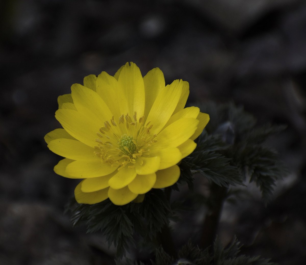 おはようございます🌿🐇

#フクジュソウ🍀