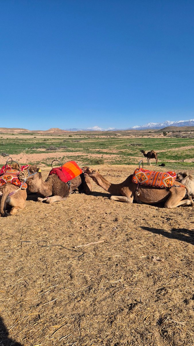 putovoas's tweet photo. immersive marrakesh https://t.co/93JXLy85Lx