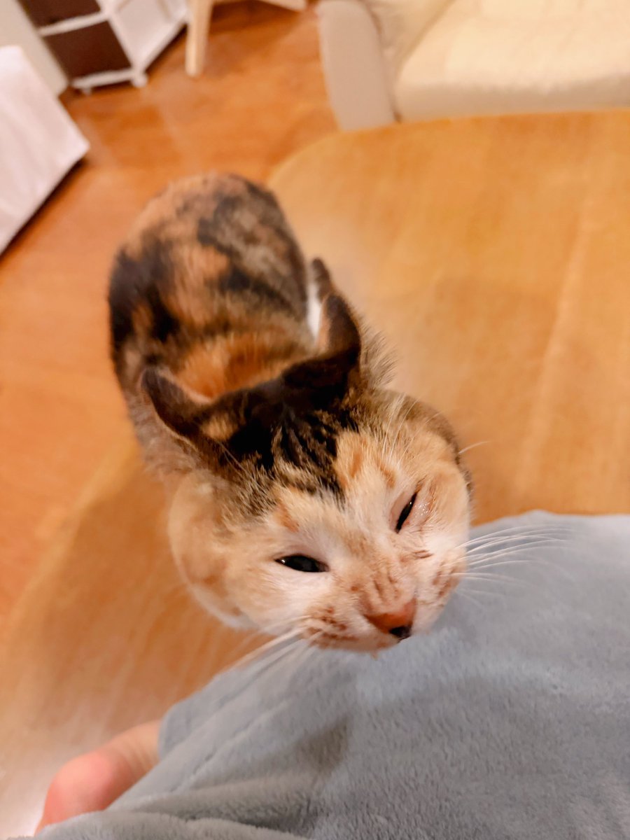 あめちゃん🐱 tweet media