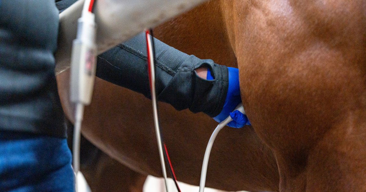 OKStateVetMed tweet media