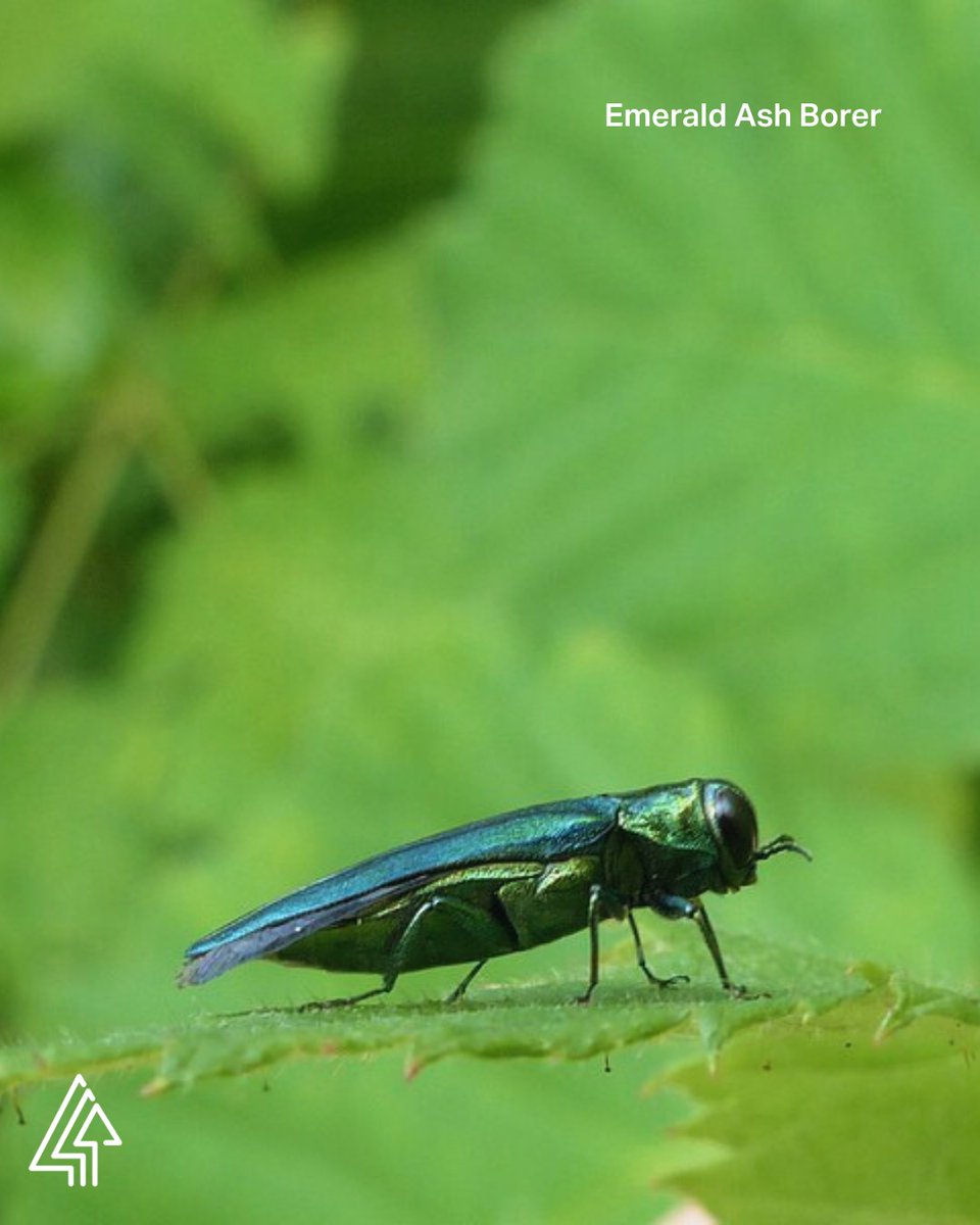 Forests Canada tweet media