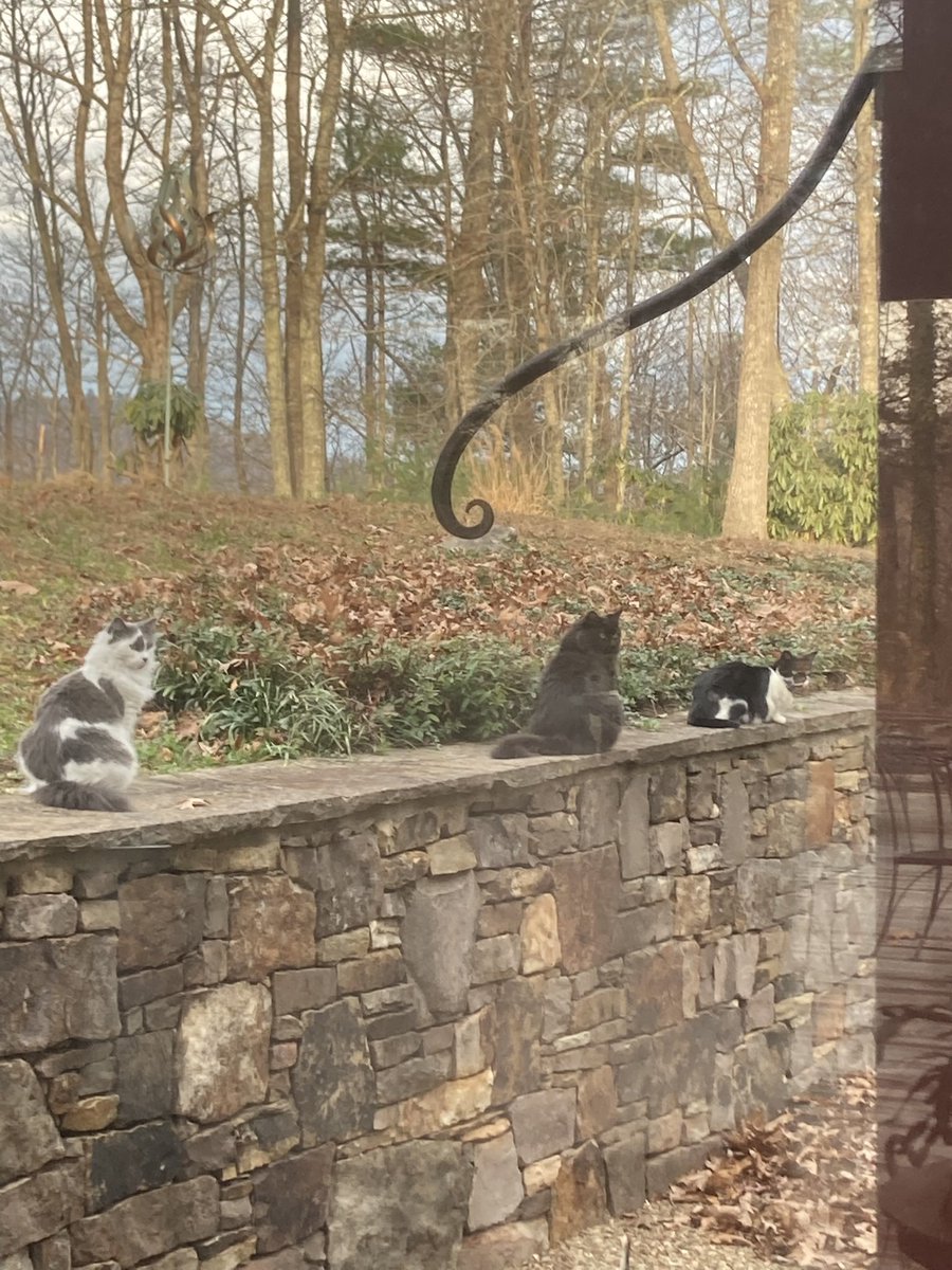 coop_deville87's tweet photo. @Sofia_5070tg Jackie is my tuxy, Salem is my void in the middle and Munchkin is gray&amp;white. Jackie and Salem are litter sisters that I got a week apart https://t.co/Tg651uyoAl