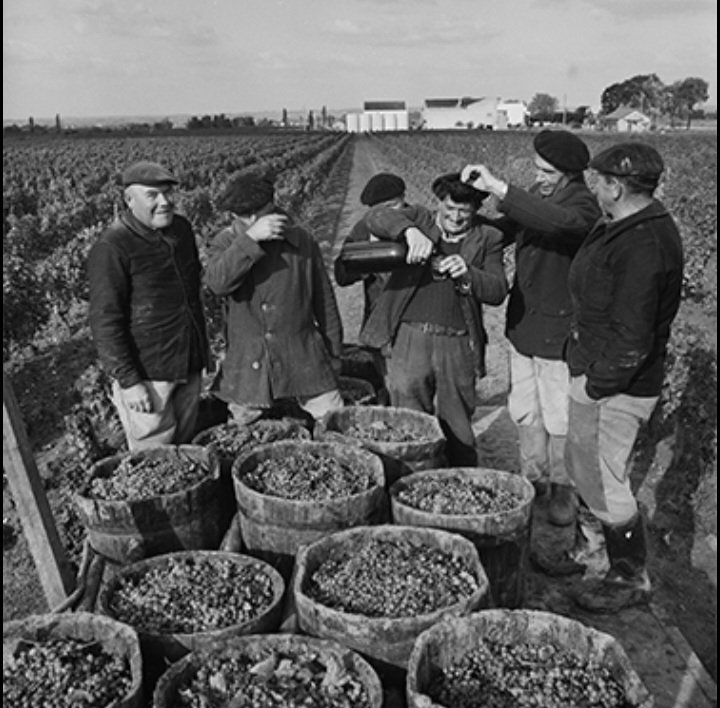 "Vendanges dans le vignoble de Monbazillac (Saint-Jean-des-Vignes, 1964)"
(Jean Dieuzaide, Mairie de Toulouse, archives municipales)