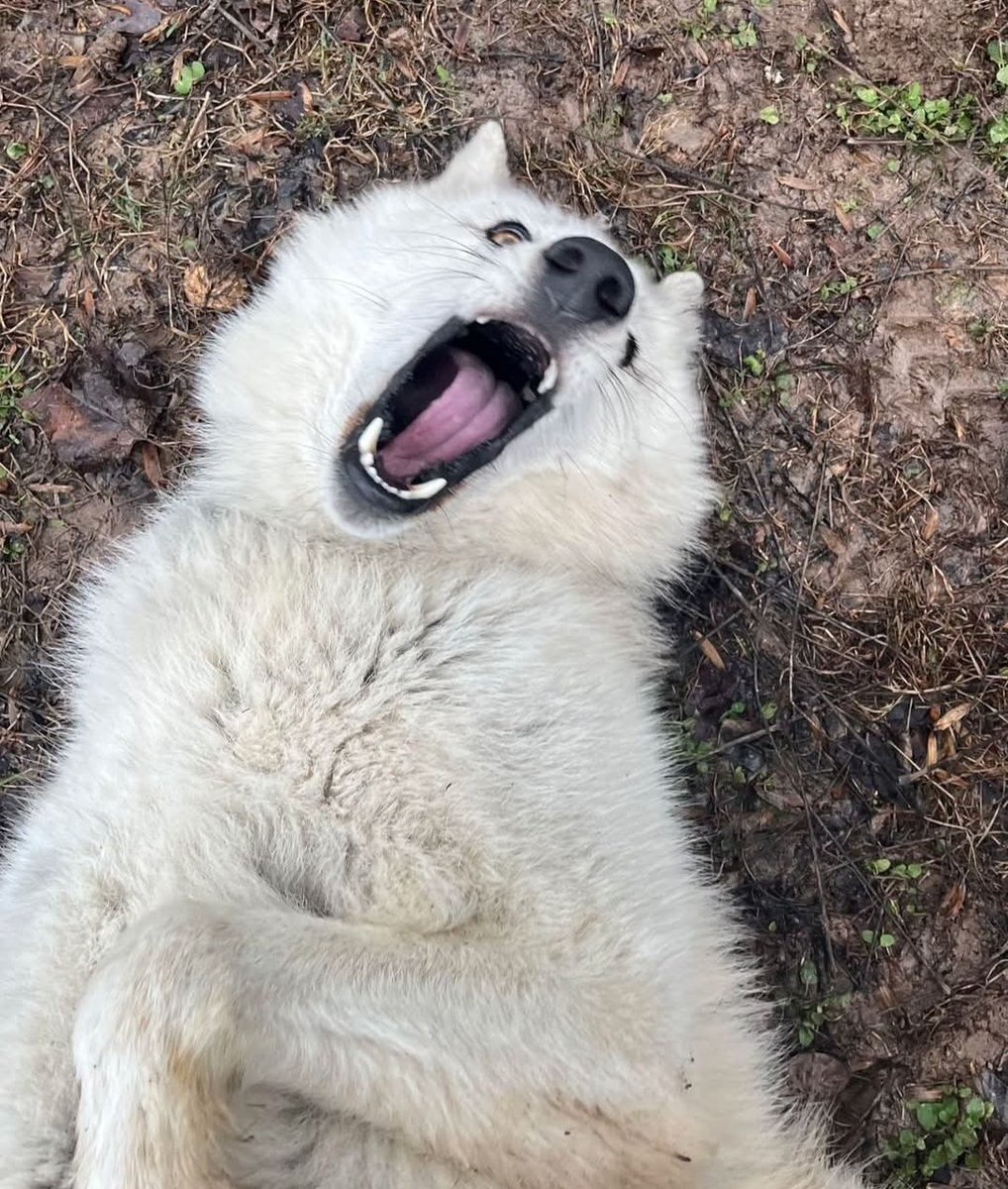 Some Kind of Wolf tweet media