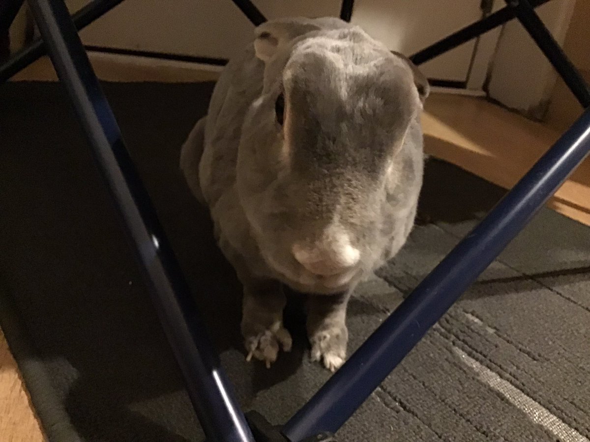 Ben is very excited to see his picture in the Spring edition of Rabbiting On. He is with Dottie so it is quite an old pic but he sees himself as a celebrity now!