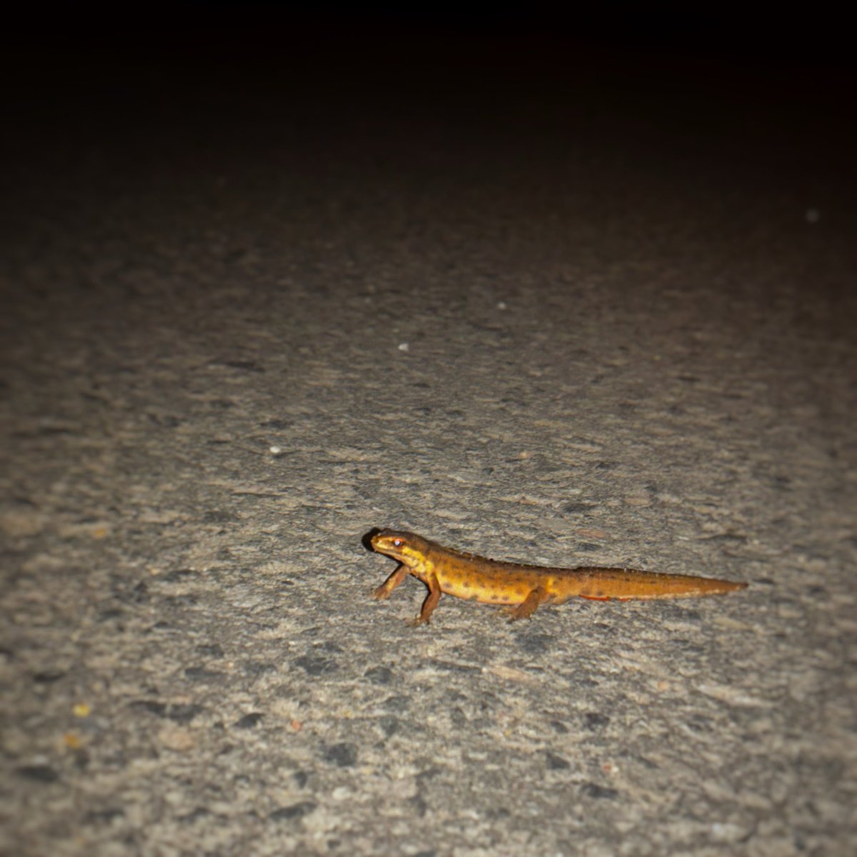 Denn musste ich retten