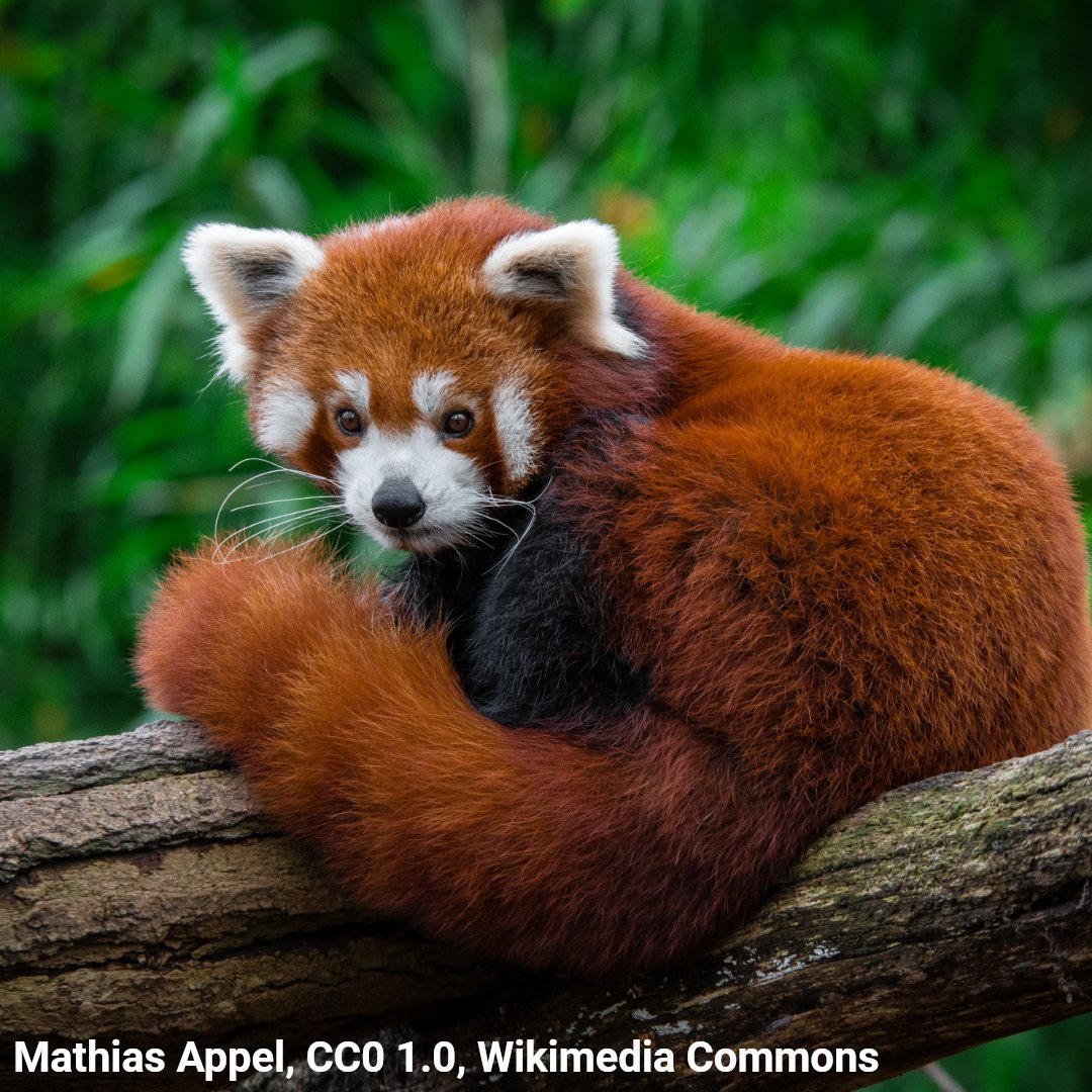 American Museum of Natural History tweet media