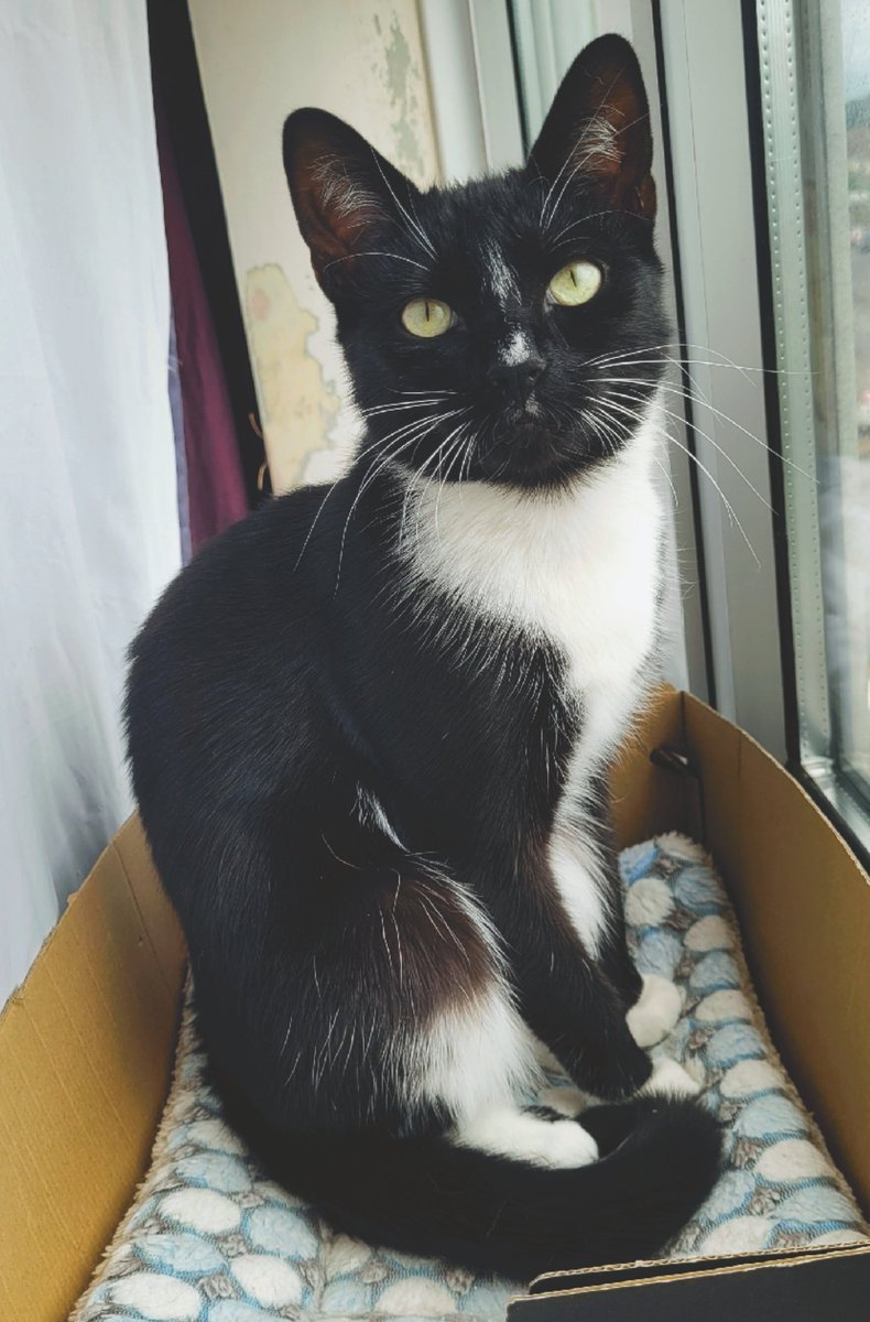 mimzyplays's tweet photo. I've been off Twitter (X) for a while, so here's my baby girl Artemis all grown up ❤️ #TuxedoCat #BlackAndWhiteCat #Artemis https://t.co/PBWRgJ3yuu
