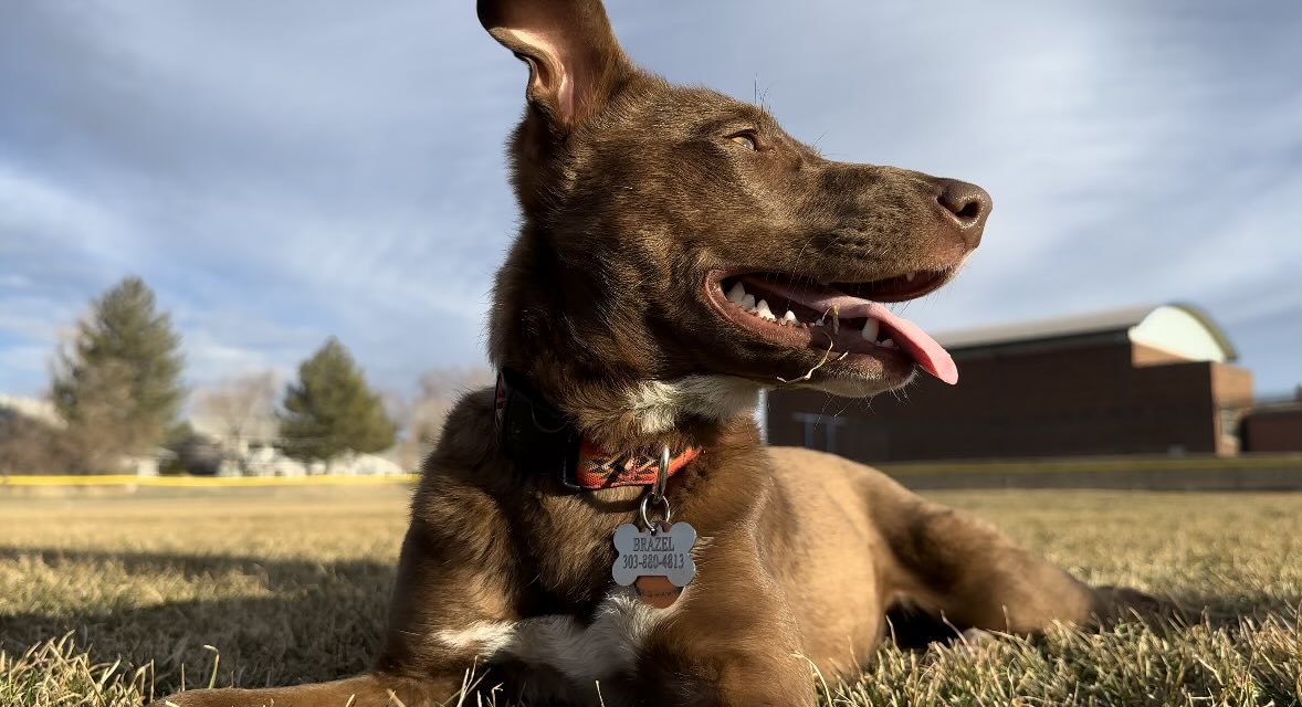 Chumchum099's tweet photo. @aboutboulder Brazel getting some February sun and frisbee for n at BCIS https://t.co/LInnCZHeHP