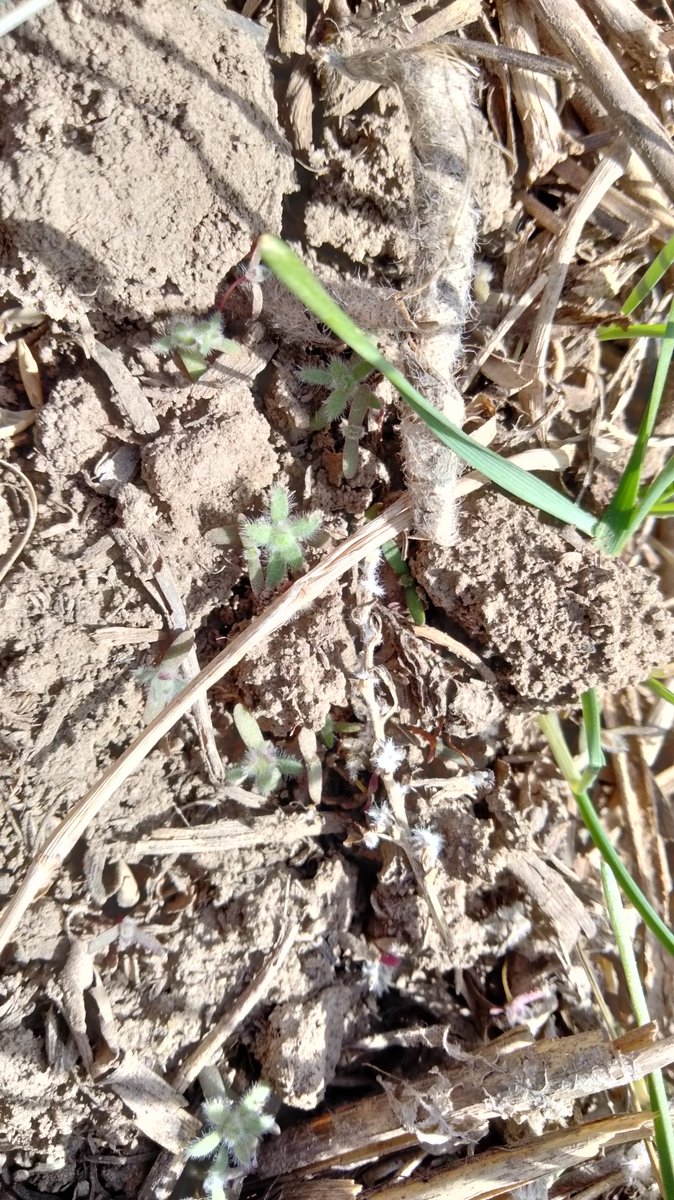 Jeremie Kouame tweet media