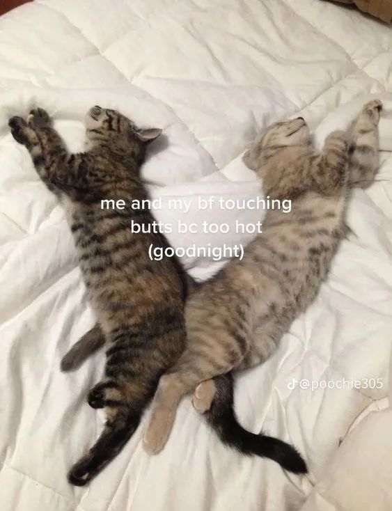 daily cats ♡ tweet media