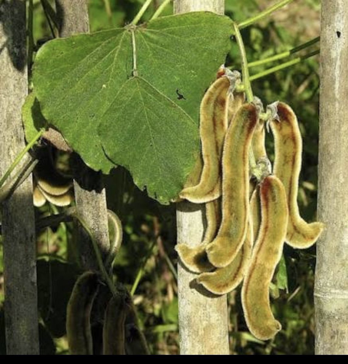 This one can make you dance more than David danced. lol