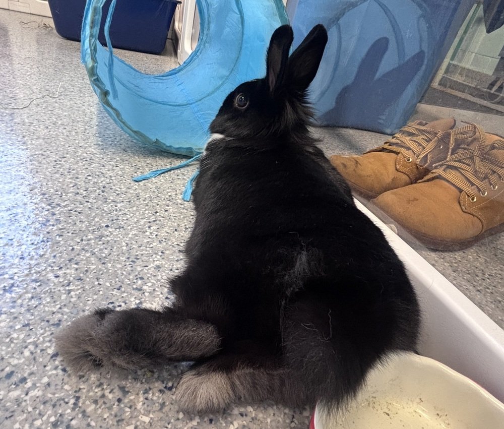 RabbitNetwork's tweet photo. Bailey is a little sweetie pie! She’s a very friendly #bunny and will come right over to say hello. 🐇 Bailey loves green leaf lettuce and enjoys banana so much it makes her bum twitch! 🍌 Learn more about her: https://t.co/1Z1BzaQeYx https://t.co/TjU63gr5N3