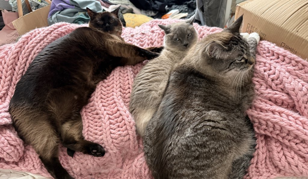 Black Phillip tweet media