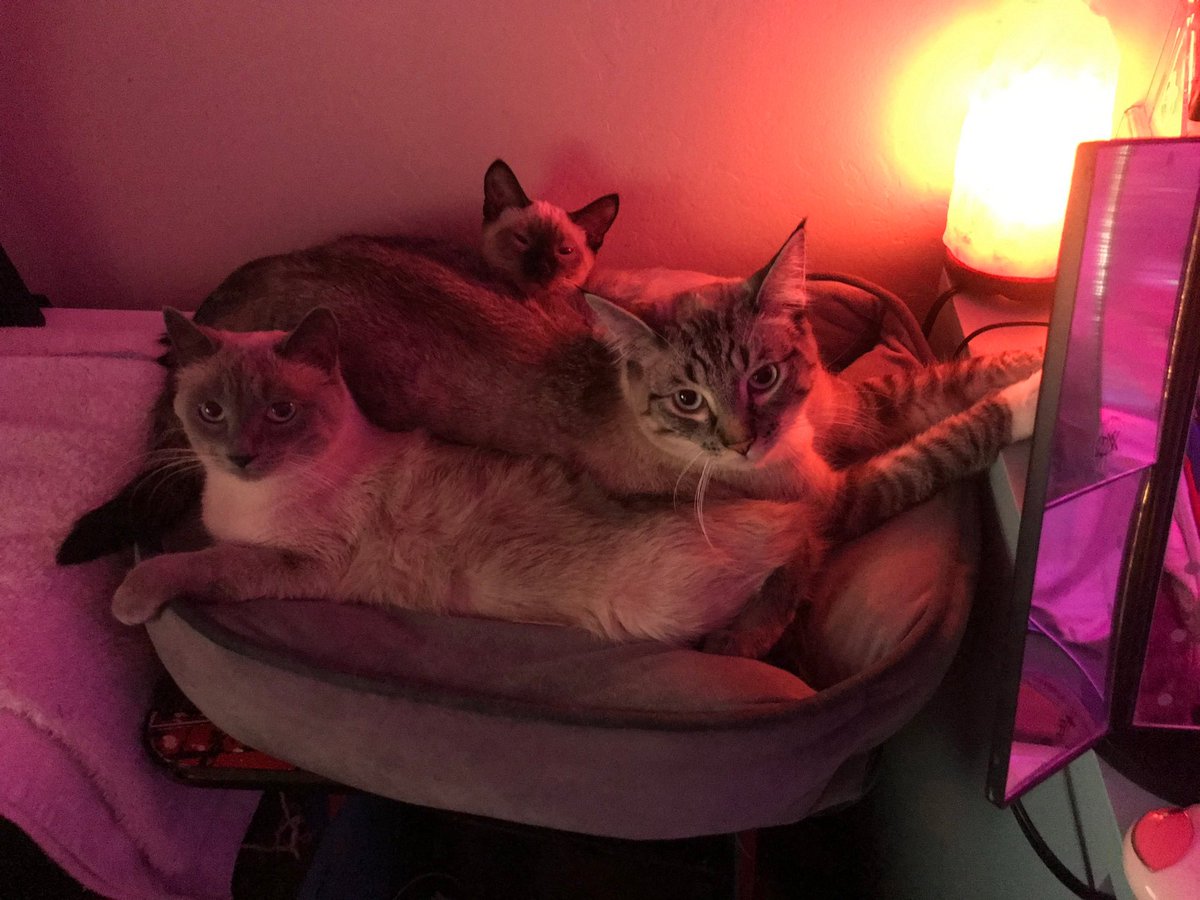 Black Phillip tweet media