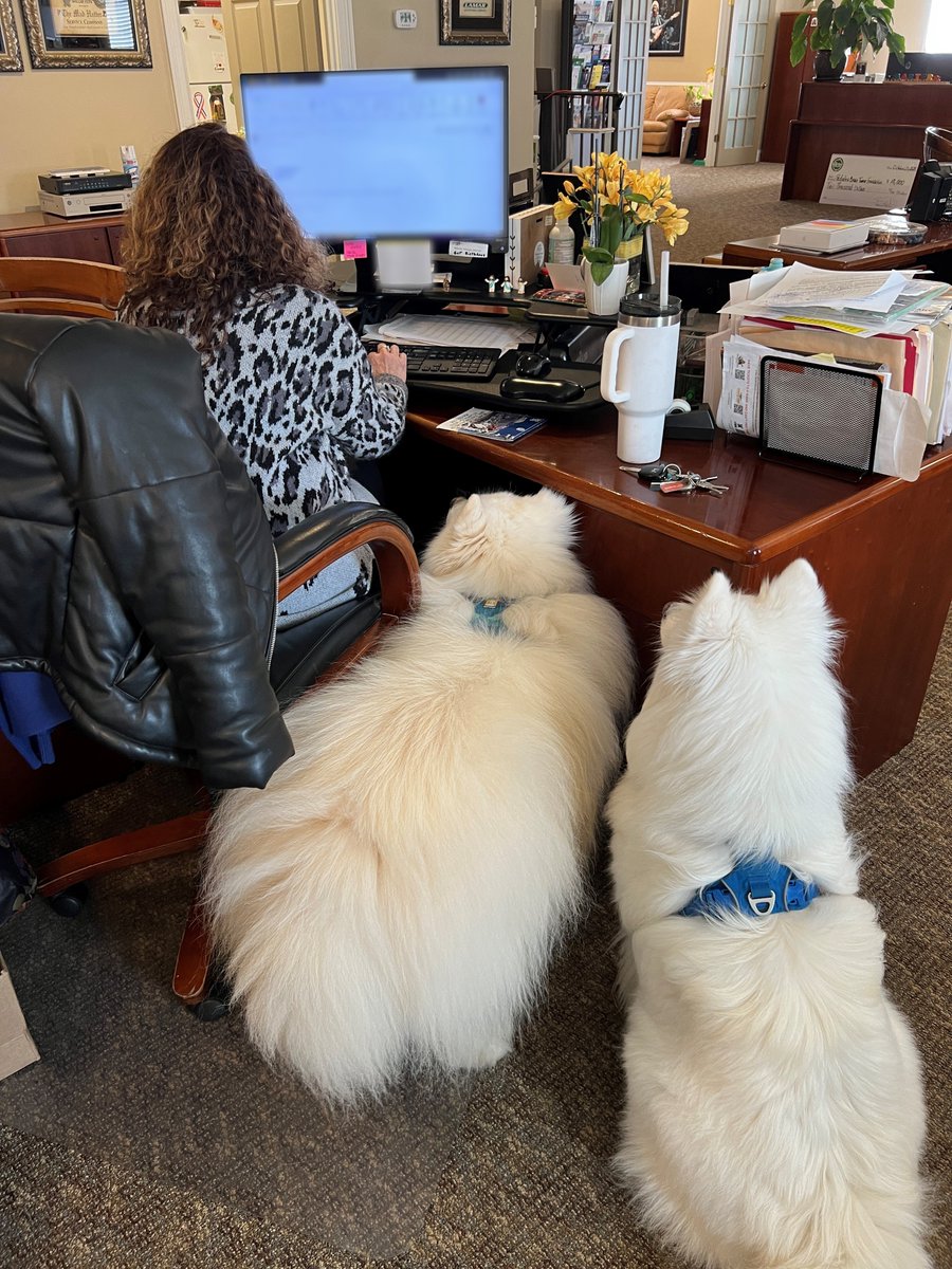 barterco's tweet photo. One boss breathing down your shoulder is bad enough, but two (stinky) breaths is even worse! Good thing they're cute though. Paula is real trooper with our office furry friends!

P.S. Jack and Felix want you all to know that #BarterIsSmarter https://t.co/2HjvjY7hyT