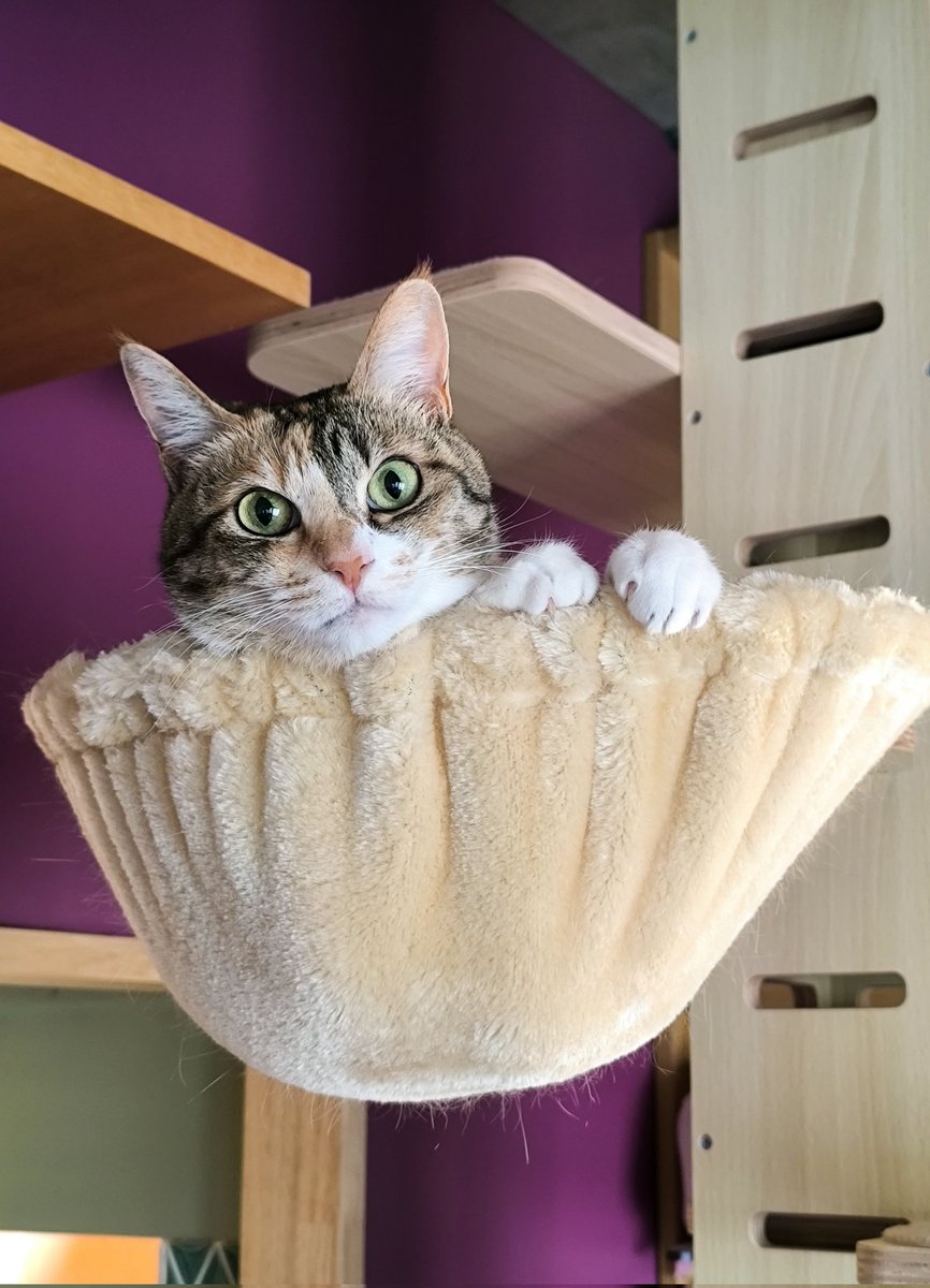 本日はにゃんにゃん録の日！