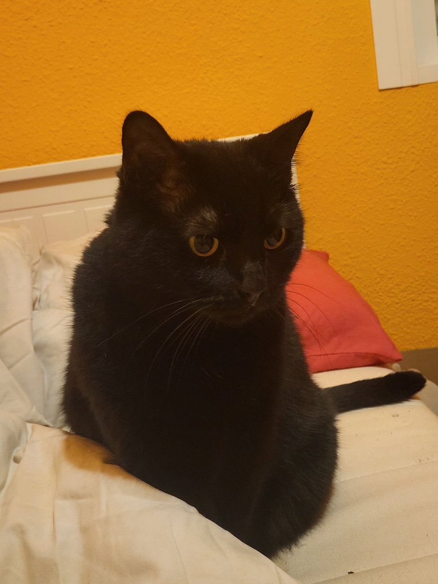ImnotCharles1's tweet photo. Gracias por escucharme sin juzgarme, Gato https://t.co/eGRnUGGzYj