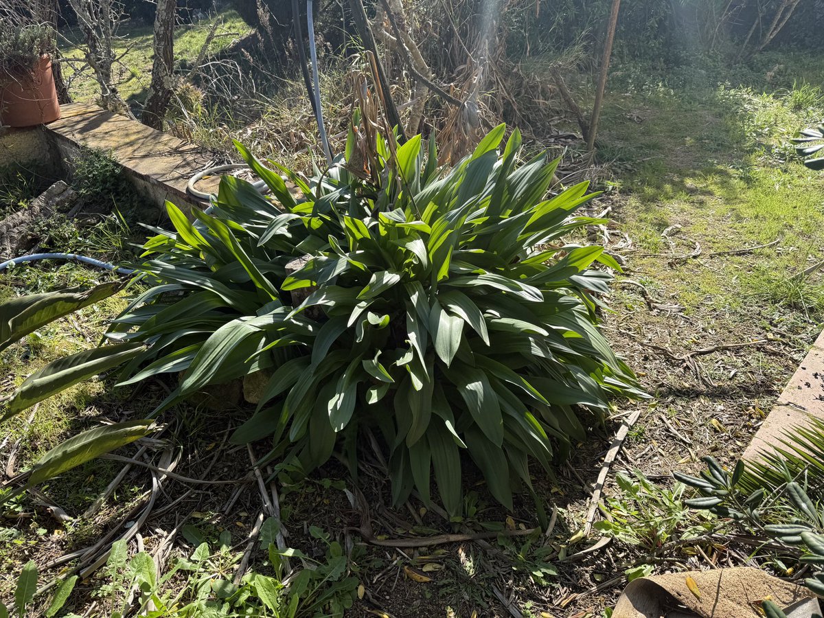 Pep Espelt tweet media