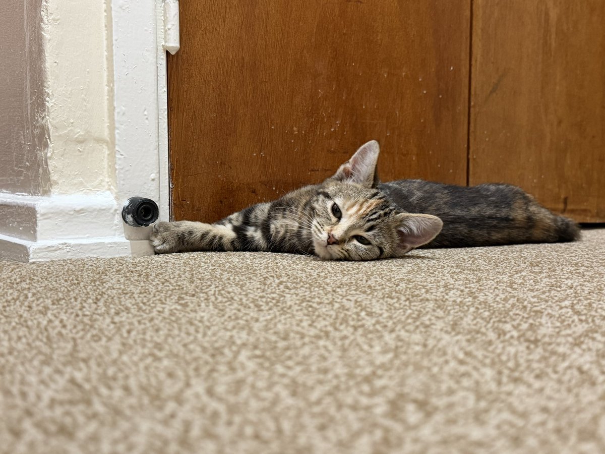 MsPanksy's tweet photo. Newest family members. They are a brother and sister. The female is described as a Torbie and the male a Tabby. 🥰🥰 https://t.co/bR94kjpU7I