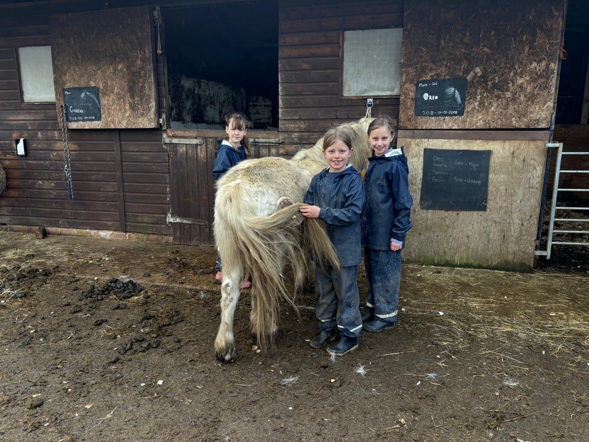BHallTrips's tweet photo. Group 3- horse grooming https://t.co/OkdXlcLpCk