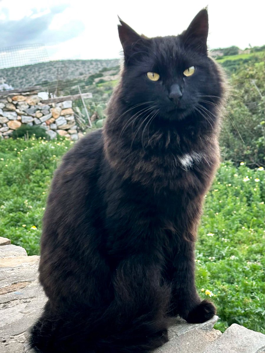 CatsofIraklia's tweet photo. Gorgeous Giavri, a gentle giant and neutered male, gazes out over his home on this tiny Greek island in the Cyclades where we care for the Aegean #Cats
You can help the #cats by making a small donation to fund vital veterinary care and food. Purr!
#CatsOfX
https://t.co/eBupPyhtpP https://t.co/2C8Dey0UPB