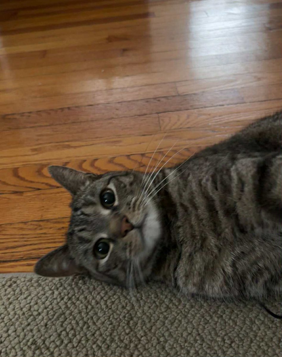 This Is Rad! Podcast tweet media