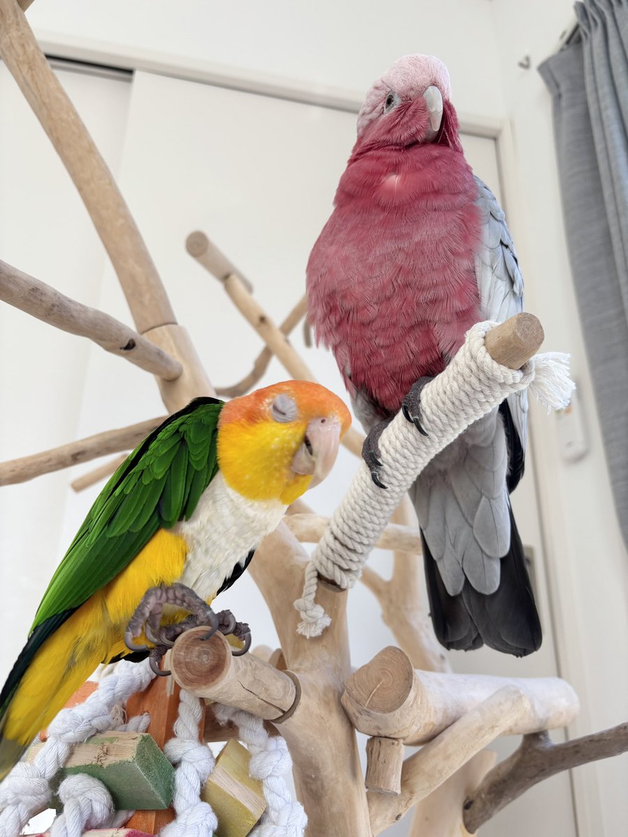 𓅫インコと暮らすあんず 𓅫𓅫 ⁎⁎ (@anz_omomiri) / Posts / X