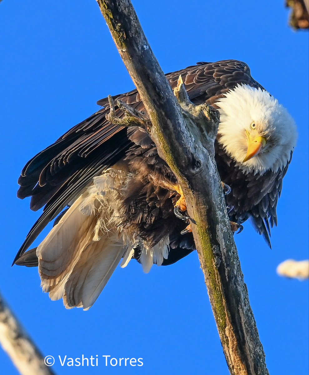 QVashti52's tweet photo. @NikonUSA Bald eagle along the Mississippi River in Iowa during a bitterly cold January morning. https://t.co/pbZc4tMVyg