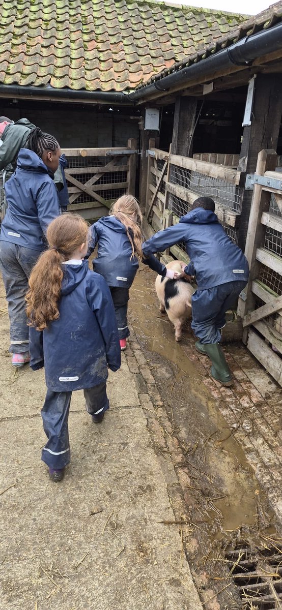 BHallTrips's tweet photo. Group 2- pig weighing https://t.co/KRqhcGTcje